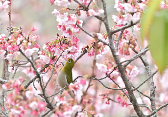 四国香川県丸亀市の寒桜（かんざくら）とメジロ
