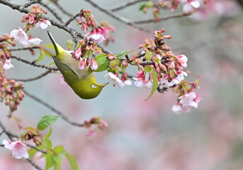 四国香川県丸亀市の寒桜（かんざくら）とメジロ