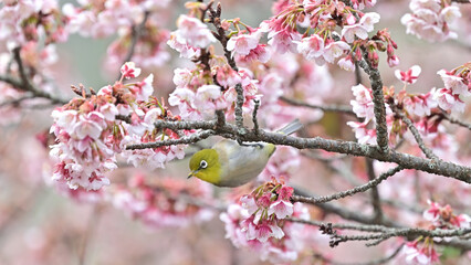 四国香川県丸亀市の寒桜（かんざくら）とメジロ