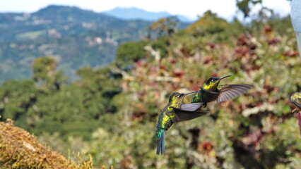 Hummingbirds around a feeder at Paraiso Quetzal outside of San Jose, Costa Rica