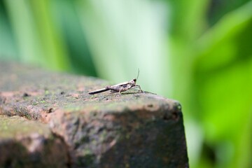 a grasshopper perched on a rock
