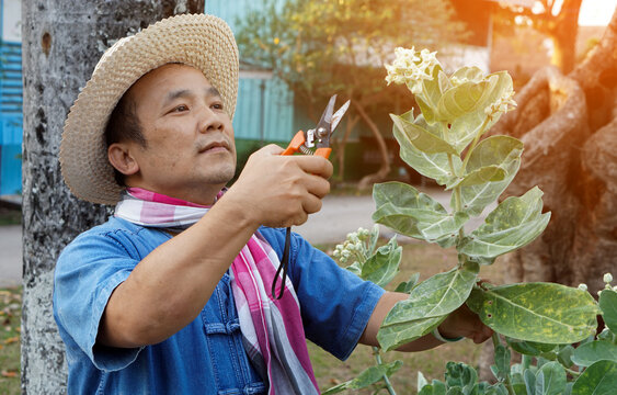 Asian middle aged man is using pruning shears to cut and look after the calotropis gigantea or crown flower tree, Soft and selective focus, free times activity concept. Sunlight edited.