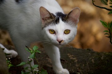 a white cat with black patterns looks at the camera when it is being photographed