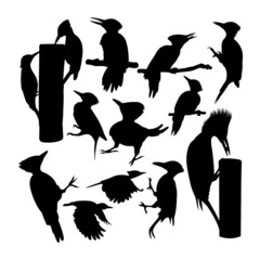 Flameback woodpecker bird silhouettes. Good use for symbol, logo, icon, mascot, sign or any design you want. - obrazy, fototapety, plakaty