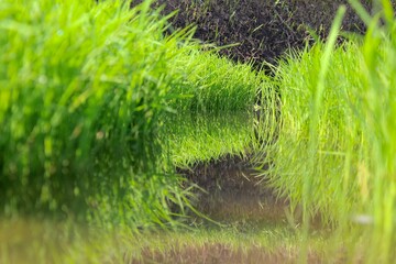 a bunch of young rice plants in the rice fields