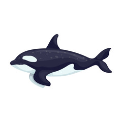 Fototapeta premium Killer whale colorful illustration of cetaceans from the dolphin family, toothed whales. Vector graphics.