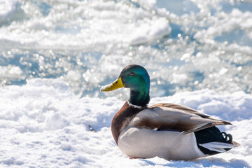 A single mallard duck rests on the snowy bank of a frozen river in Marie Curtis Park in Toronto (Etobicoke), Ontario.