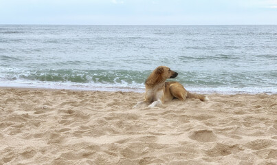 Lonely dog on the seashore, looking into the distance and waiting for the owner