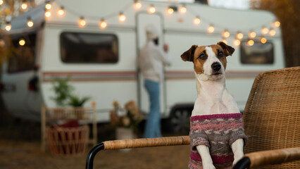 Jack russell terrier dog in a sweater travels in a motorhome.