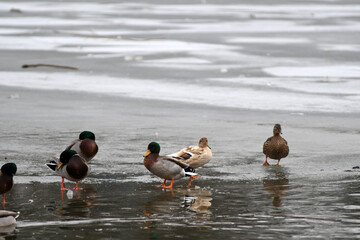 ducks in the water