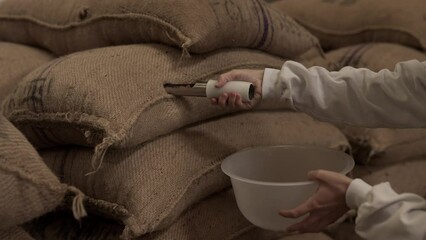 Caucasian scientist hand extracting cocoa beans from a sack. Puncturing the bag with a traditional tool. Exclusive and premium chocolate selection 4K.