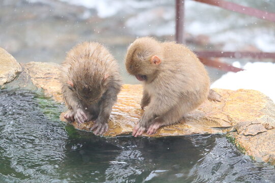 子ザル の画像 1 142 件の Stock 写真 ベクターおよびビデオ Adobe Stock