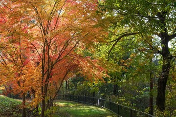 きれいに色づいたモミジの紅葉＠香川