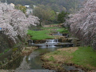 日本の春の代表的な風景　満開の桜が咲く芦屋川(兵庫県芦屋市)
