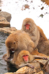 野天風呂に入る野生のおさるさんファミリー