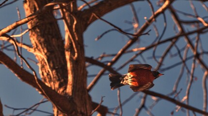 Robin Bird flying