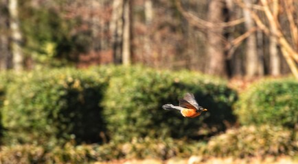 Robin Bird