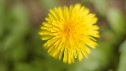 Macro de flor amarilla