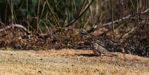 Robin Bird
