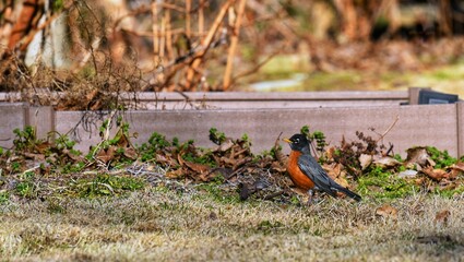 Robin Bird