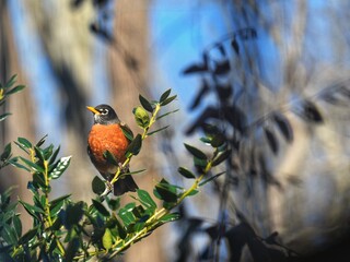 Robin Bird