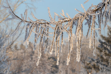 Winter background: a larch branch with vertically thin branches covered with fluffy snow