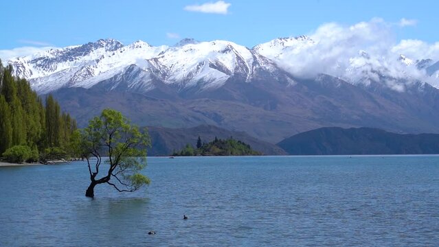Wanaka Tree on a sunny day with snow-covered mountains in the background.