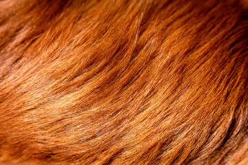 Ginger dog fur, brushed furry pet texture