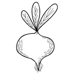 decorative Vegetable root. Beetroot with leaves. Vector illustration. Linear hand drawing, outline for design and decoration