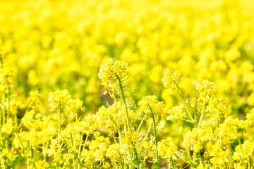 Obraz premium 菜の花