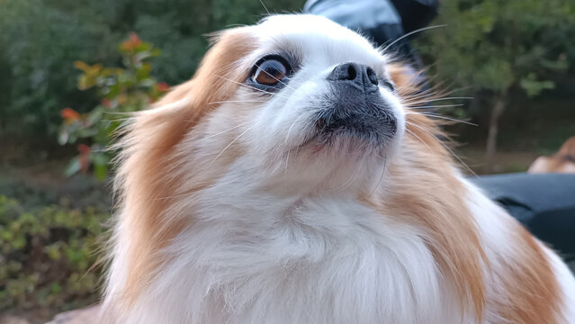 Cute Chihuahua dog is smiling at you.