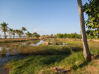 The landscape of rice fields during the day with bright skies