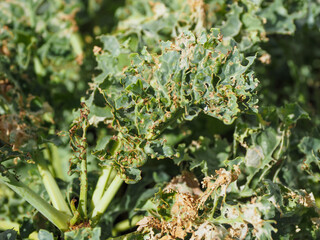 Attacks on vegetables from worms