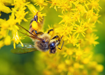 Western Honey Bee enjoying some yellow wild flowers along the Shadow Creek Ranch Nature Trail in Pearland, Texas!