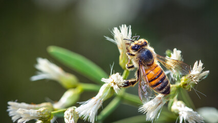 Western Honey Bee on wildflowers along the nature trail in Pearland, Texas!