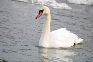 Fototapeta premium Goose at Scarborough Bluffs Park, Ontario, Canada