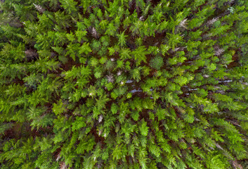 Naklejka na ściany i meble Aerial view of a Nordic forest with beautiful tress and green colours. 