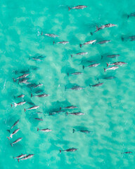 Aerial view of dolphin from above in a stunning blue pristine water.