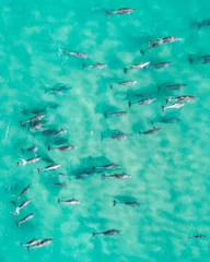 Abwaschbare Fototapete Grüne Koralle Luftaufnahme des Delfins von oben in einem atemberaubenden blauen, unberührten Wasser.