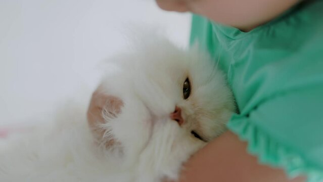 Girl hugging and scratching the chin of a white long-haired Persian cat. A relaxed white cat looking at the camera. Camera focus on the cat's eyes.