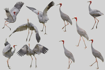 Isolated crane bird flying and walking step movement. © Pongsatorn