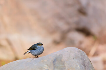 right profile of a plumbeous water redstart