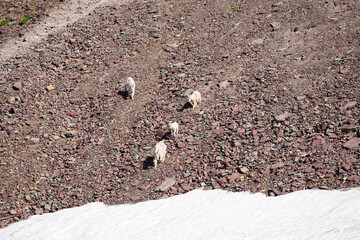 Des chamois sur de la roche