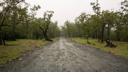 An empty road leading to and from the Fatumnasi conservation forest one afternoon, January 21, 2022