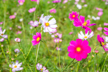 秋桜畑／埼玉県鴻巣市
