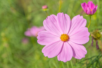 Obraz premium 秋桜／埼玉県鴻巣市 