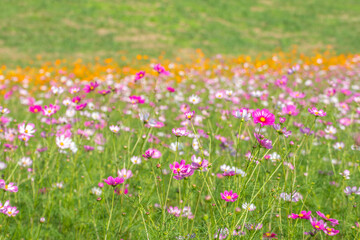 秋桜畑／埼玉県鴻巣市
