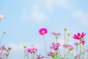 秋桜／埼玉県鴻巣市
