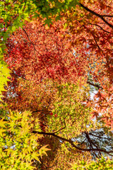 もみじの紅葉／埼玉県さいたま市
