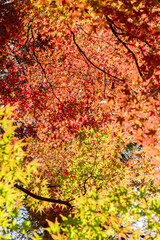 もみじの紅葉／埼玉県さいたま市
